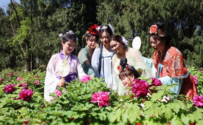 四川西充仙林:一次看50多个品种的牡丹花 | 走花路|牡丹花|四川省