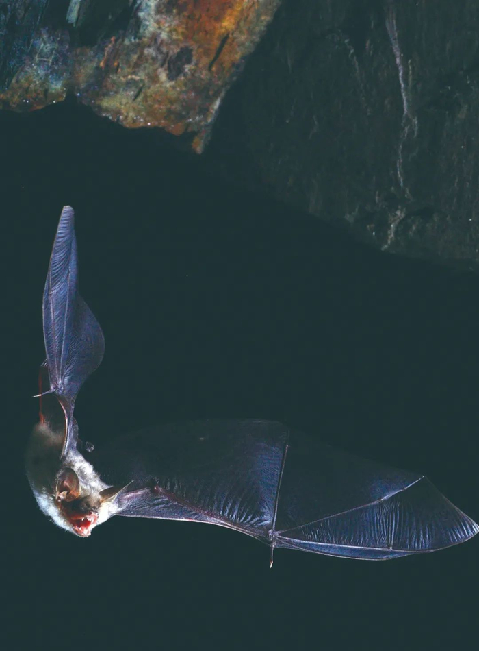 从蝙蝠身上寻找长生秘诀|基因_新浪新闻