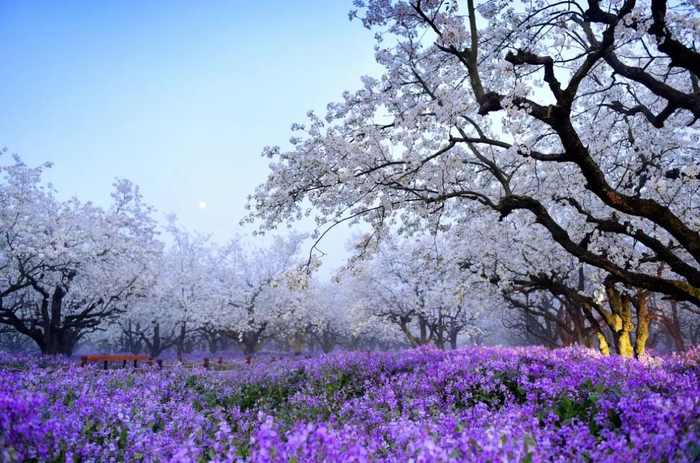 1007惊艳清明假期衲田花海自驾出发吧