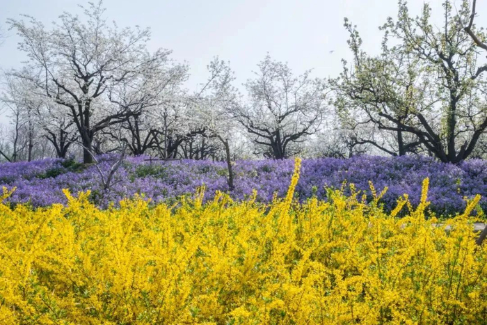 1007惊艳清明假期衲田花海自驾出发吧