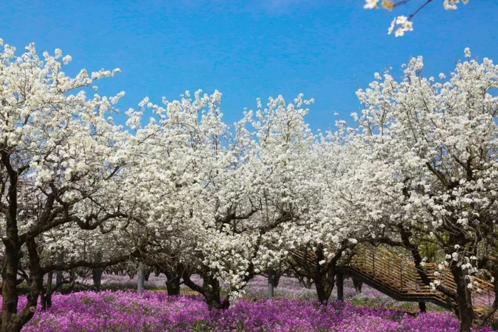 1007惊艳清明假期衲田花海自驾出发吧