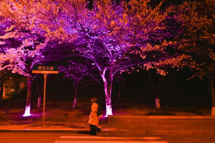 全青岛人都惦记的一条樱花大道,马上开启预约!|中国海洋大学_新浪新闻