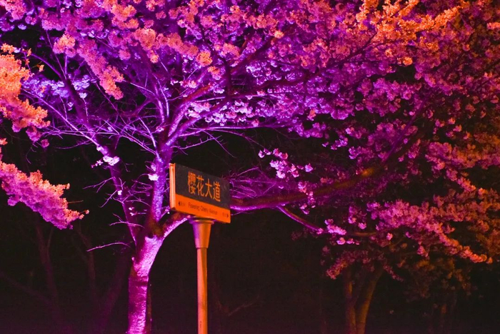 全青岛人都惦记的一条樱花大道,马上开启预约!|中国海洋大学_新浪新闻