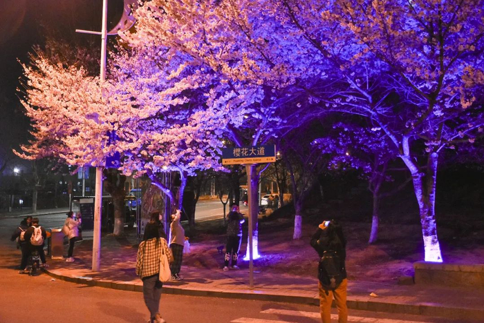 全青岛人都惦记的一条樱花大道,马上开启预约!|中国海洋大学_新浪新闻