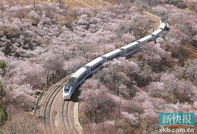 北京穿过花海的火车图片