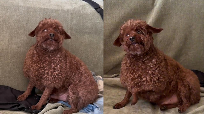 狗狗落枕主人反向喂食心急转圈没有边界感的人类