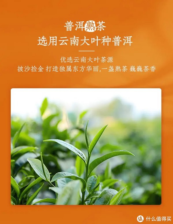 景迈指下春生态茶熟普篇