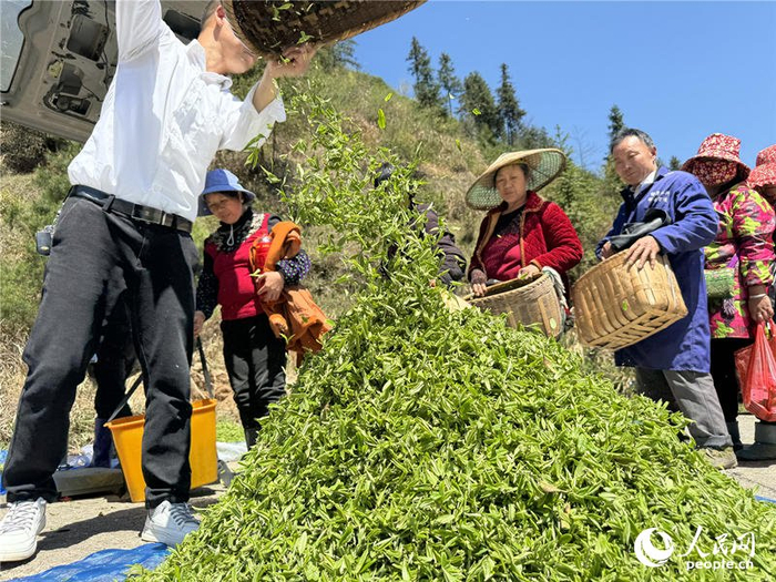 "3月29日,伴随着茶农们一声声呼喊声在山谷中回荡,宁乡沩山迎来了今年