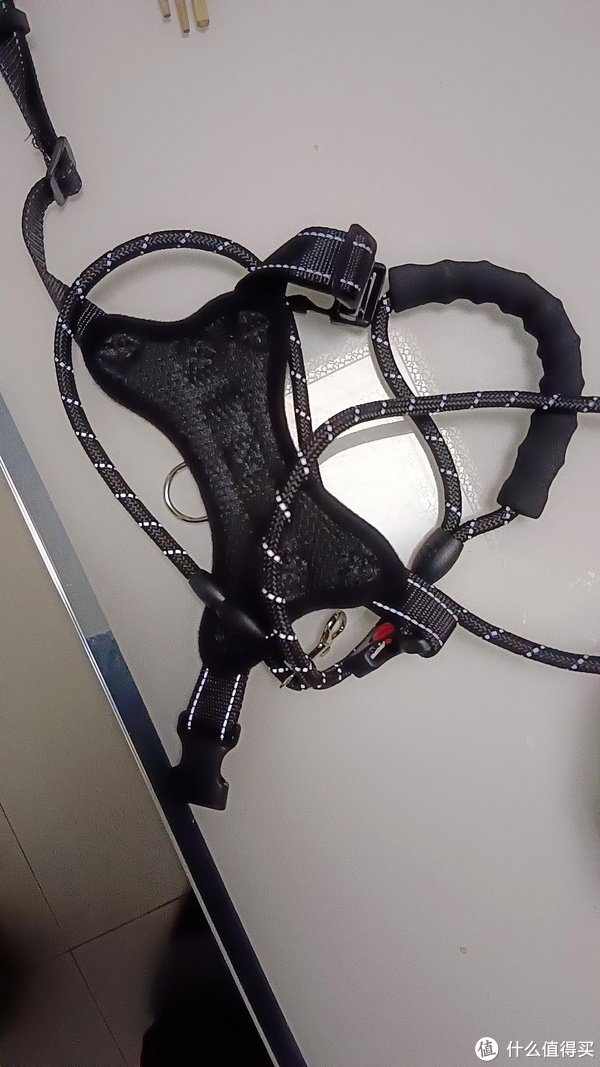 但凡狗狗像柯基和柴一样体重40斤,瞬间前冲力量足以让人瞬间脱手,不脱