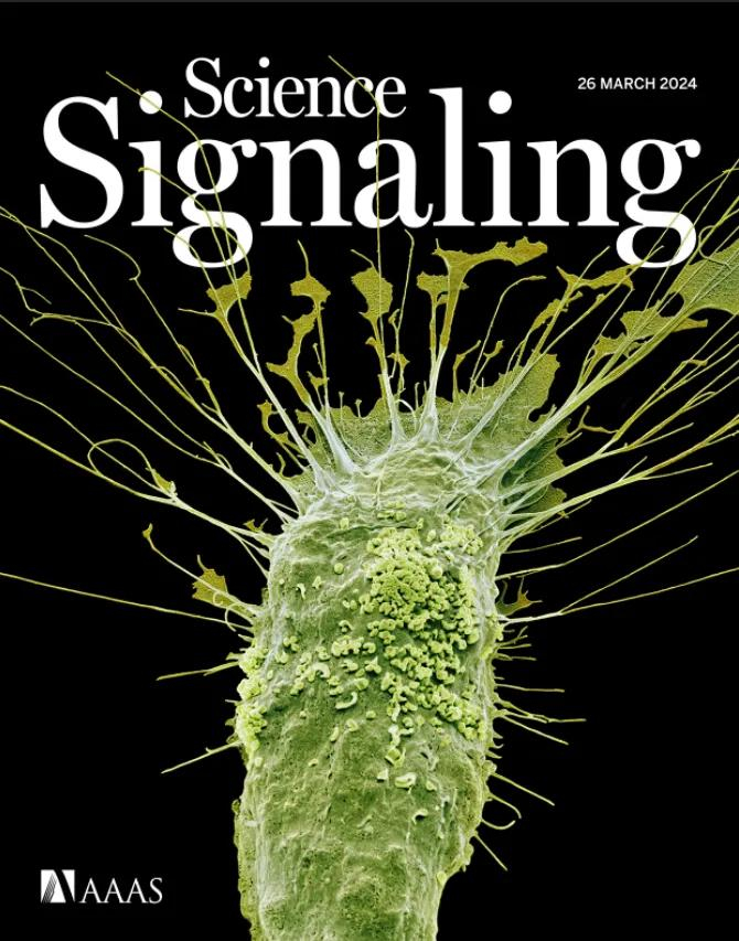 science signaling | 王光辉/任海刚/方明/韩俊海揭示了葡萄糖神经