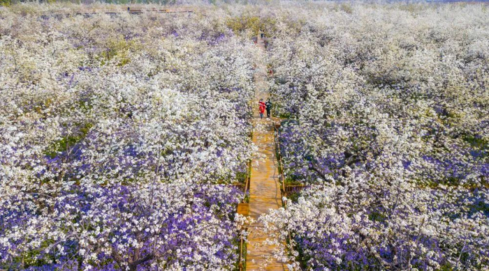 1007 惊艳 | 清明假期,衲田花海,自驾出发吧!