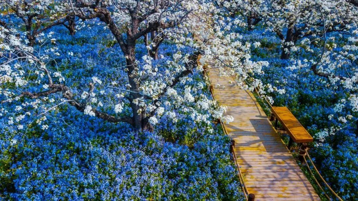 1007惊艳清明假期衲田花海自驾出发吧