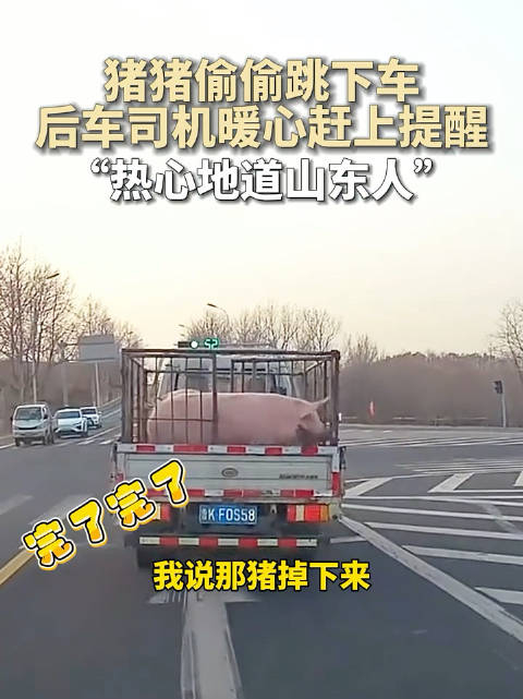 猪猪偷偷跳下车后车司机暖心赶上提醒