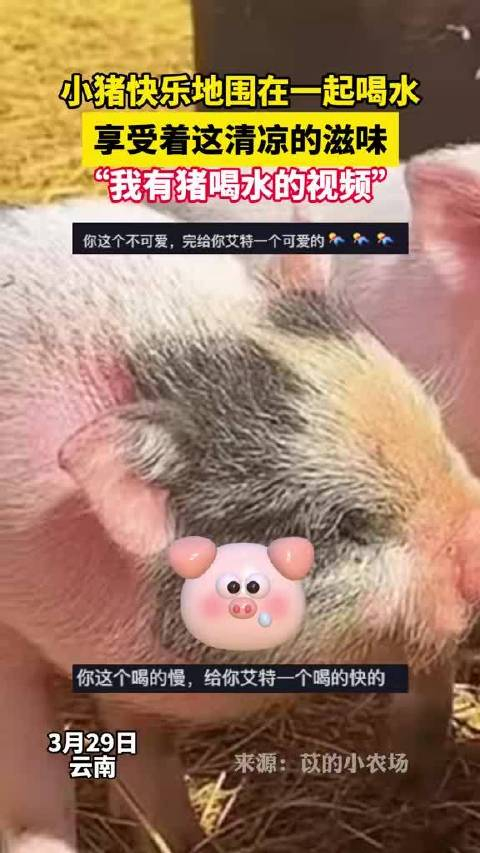 小猪快乐地围在一起喝水莫名的有些治愈