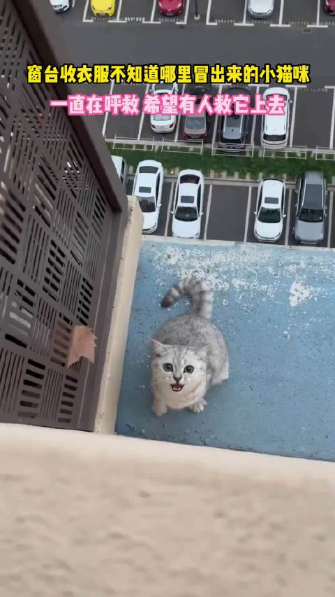 遇到心软的神救助流浪猫不知道它是怎么失足掉下去的看着也太可怜了