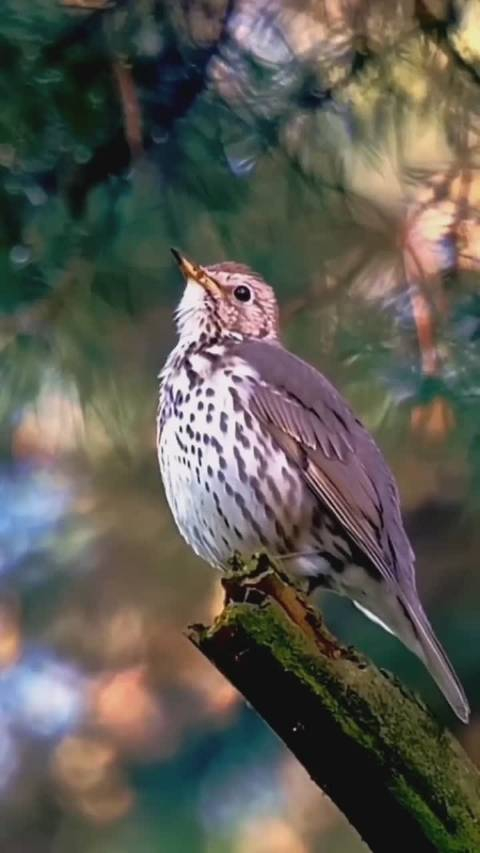 各种鸟叫声画面合集听着很舒适