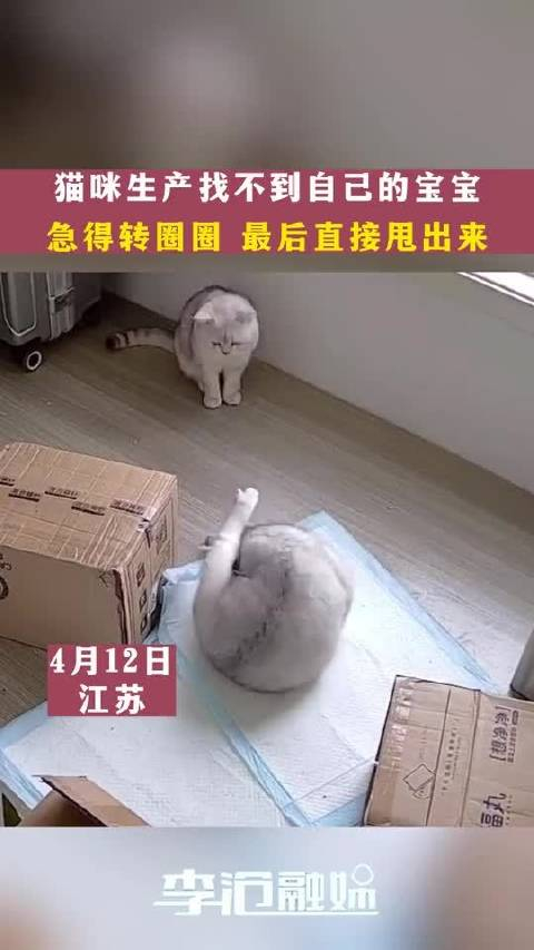 猫咪生产找不到自己的宝宝急得团团转没想到最后自己的甩出来了网友