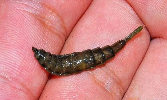 这种昆虫进食方式独特,没有牙齿,却成了蜜蜂的噩梦|幼虫|虻|昆虫_新浪