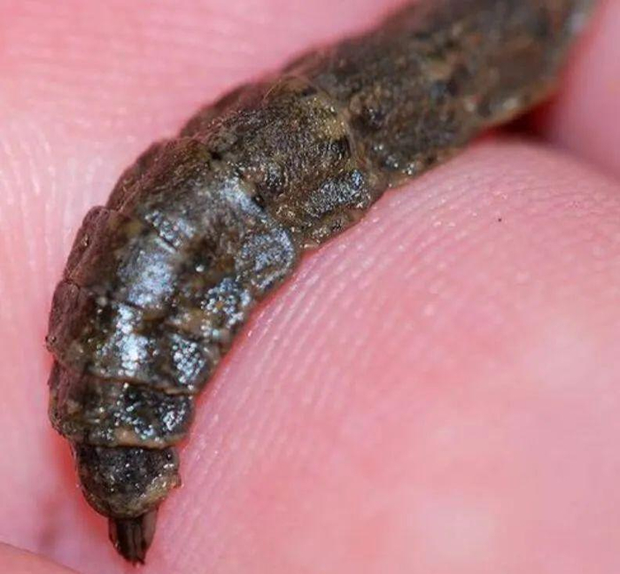 这种昆虫进食方式独特,没有牙齿,却成了蜜蜂的噩梦|幼虫|虻|昆虫_新浪