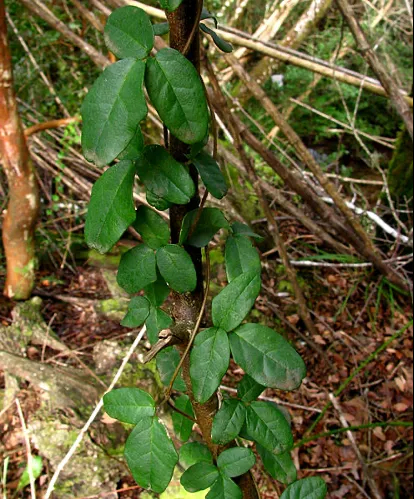 避役藤的本来叶片面目（图片来源：维基百科）