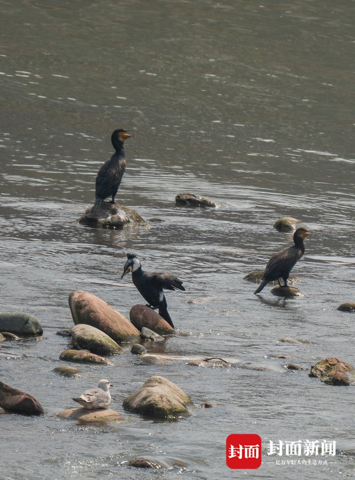 图集丨寒假结束数百鸬鹚北归过成都