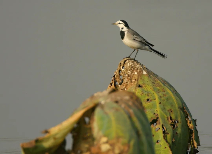 这个春天且听宋画中的鸟鸣