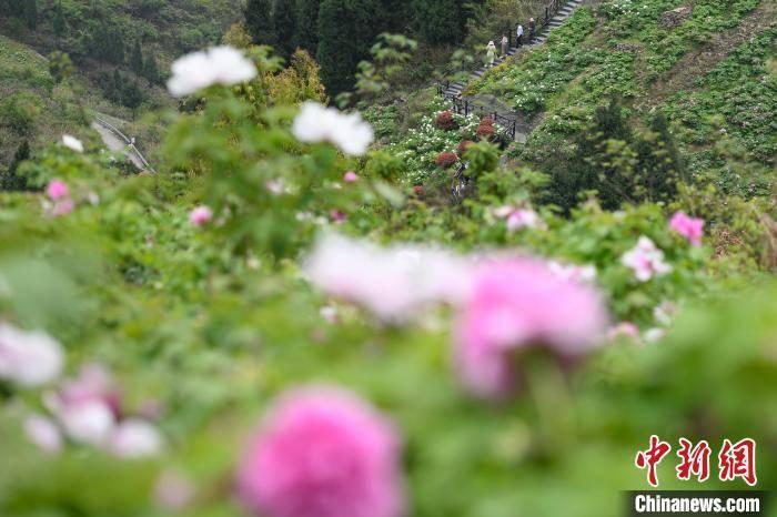 中新网记者 何蓬磊 摄3月30日,游客在重庆垫江恺之峰旅游区观赏牡丹花