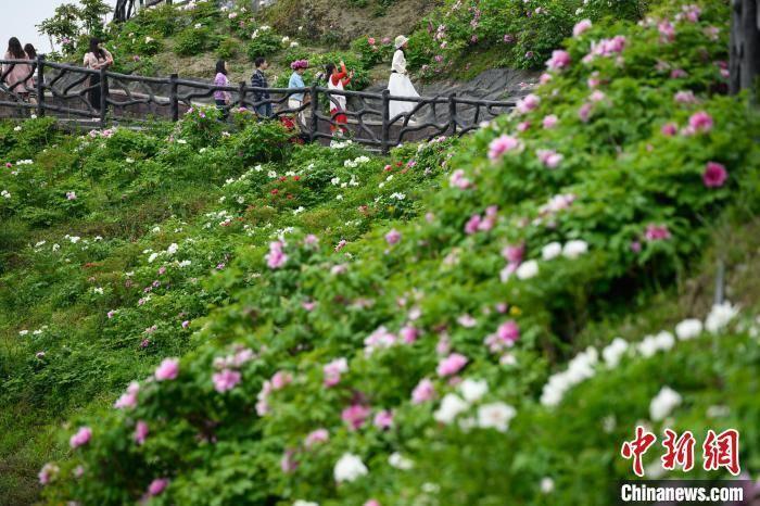 中新网记者 何蓬磊 摄3月30日,游客在重庆垫江恺之峰旅游区观赏牡丹花