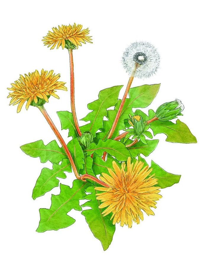 蒲公英,出自《四时花草逐时新》蒲公英,据说春日里会做体操,因而有种