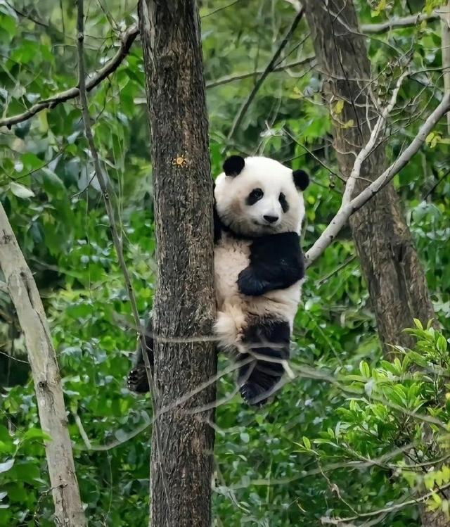 香香,绩笑,奇一,梅兰,金虎,七仔,小馨……在他们心中,每一只中国熊猫