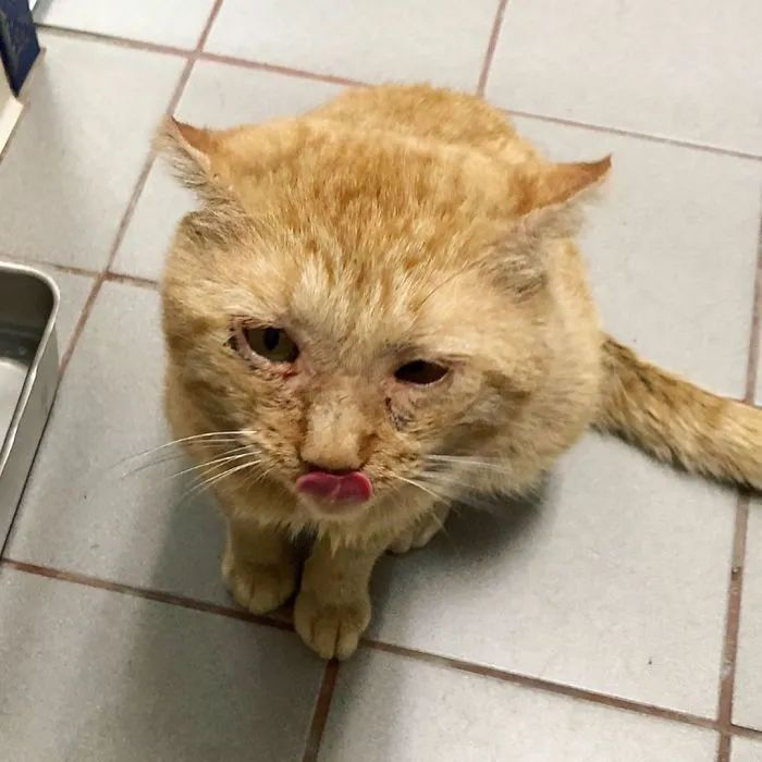 这只世界上最悲伤的猫被发现时惨不忍睹收养一年后变了猫样