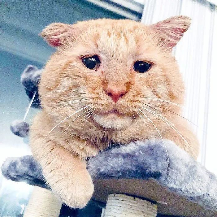 在短短几个小时内,bruce就从最悲伤的猫变成了最快乐的小猫咪