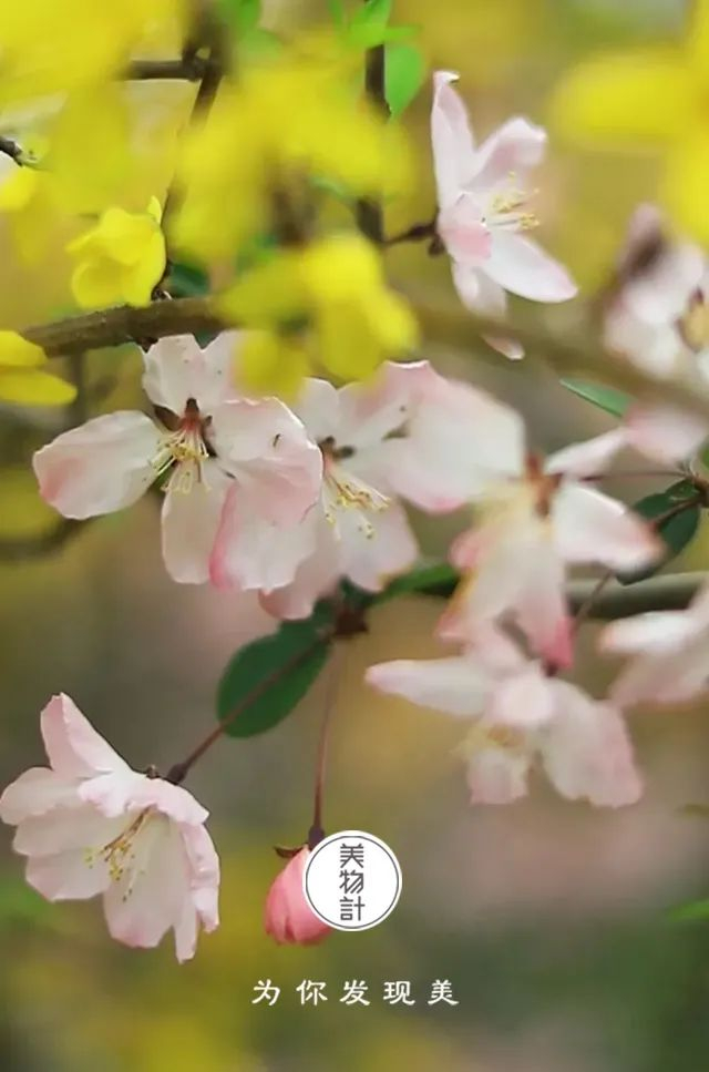 你是人间四月天_新浪新闻