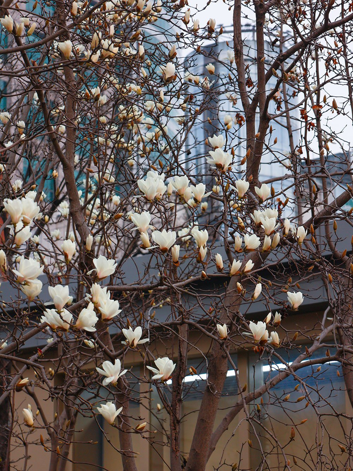 城市漫步从上海市市花白玉兰说起.
