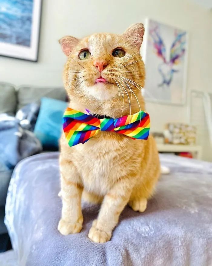 这不,有一只名叫布鲁斯威利bruce willis的大橘.