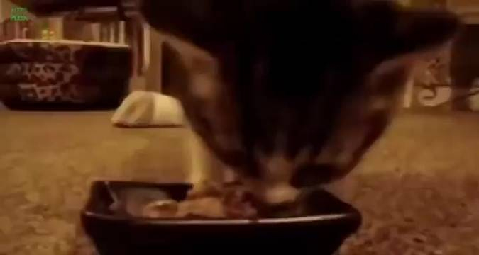 睡前看yummy小猫