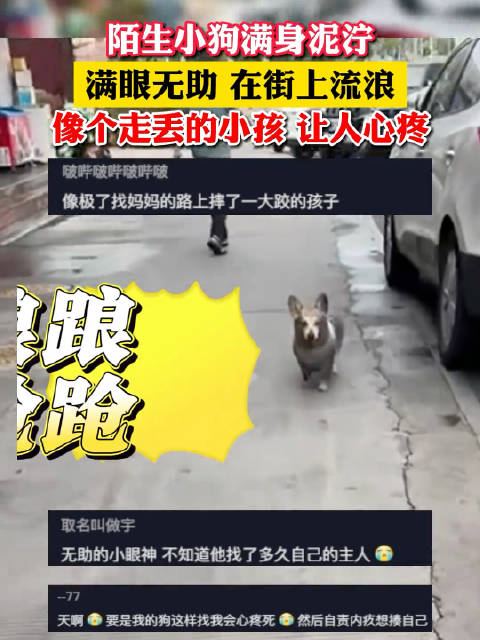 小狗满身泥泞在街上找主人像个走丢的小孩让人心疼