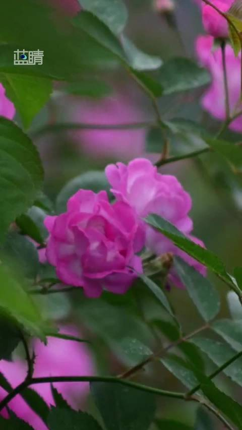 花开@蓝睛新闻 水晶帘动微风起,满架蔷薇一院香__财经