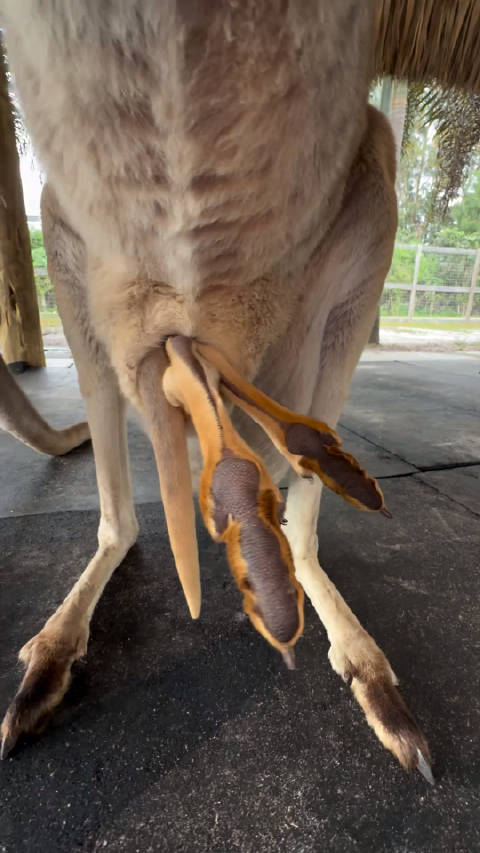 袋鼠口袋里什么样的一起来看一下