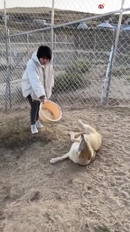 人类早期驯服二哈的视频