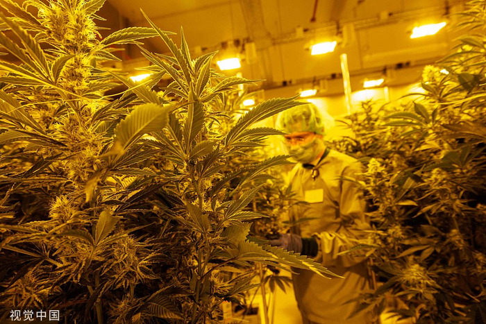当地时间2022年11月28日，德国，一名员工在德梅肯制药公司医用大麻生产基地的温室里收获大麻。（图源：视觉中国）
