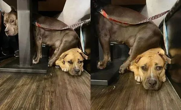 恶霸犬很喜欢当小主人的"坐骑",走哪跟到哪儿,赶都赶不走.