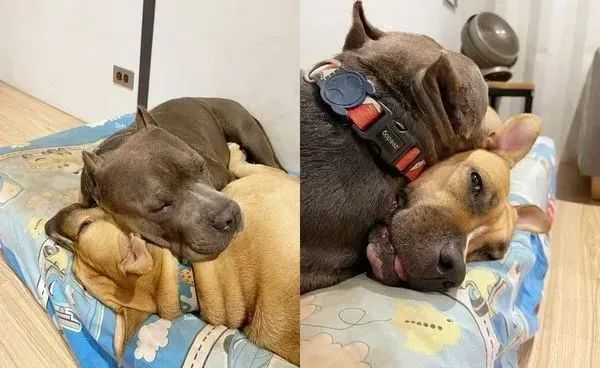 恶霸犬很喜欢当小主人的"坐骑",走哪跟到哪儿,赶都赶不走.