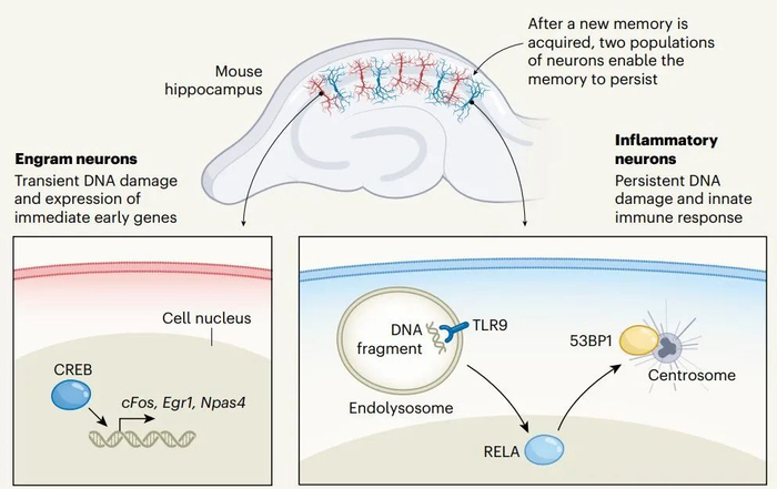 改写认知自然记忆越牢固脑细胞受的伤越严重