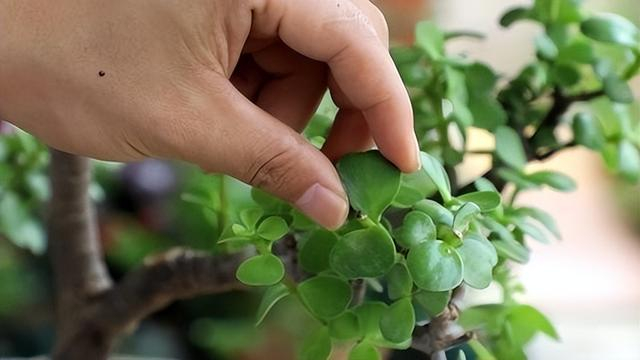 养金枝玉叶注意"3点",不掉叶,枝叶更繁茂,长成漂亮婀娜老桩|金枝玉叶