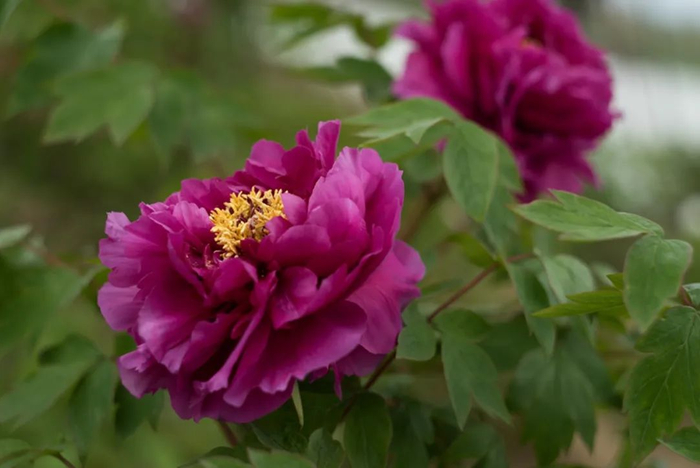 美的发现常熟尚湖牡丹花会开赏