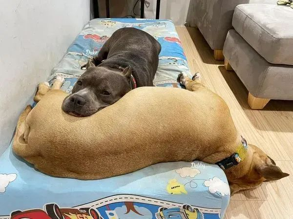 恶霸犬很喜欢当小主人的"坐骑",走哪跟到哪儿,赶都赶不走.