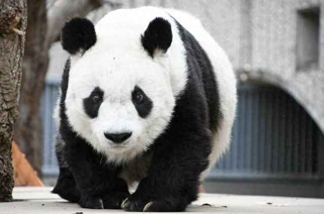 大熊猫“旦旦”（日本读卖电视台视频报道截图）