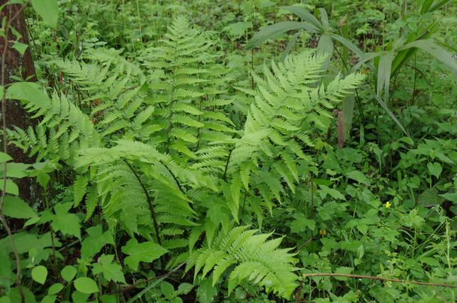 急性扁桃体炎,试试凤尾草这简方|蜂蜜|急性扁桃体炎_新浪新闻
