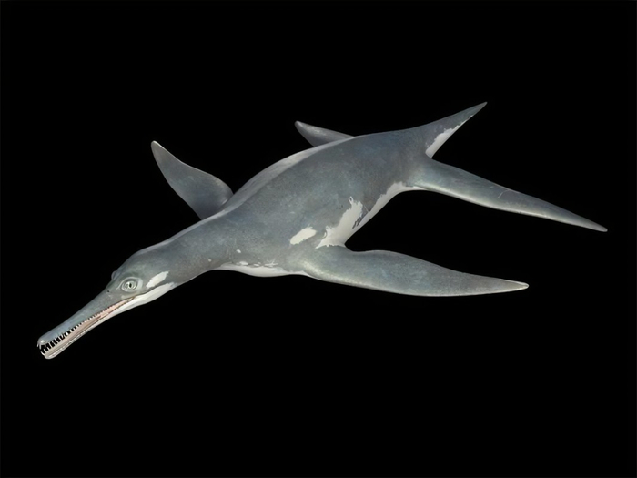 【史前海怪】白垩纪海洋中的大眼萌!|化石|古生物学_新浪新闻
